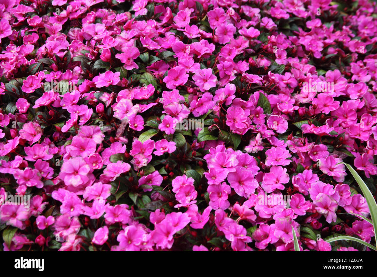 Impatiens walleriana 'Accent series' close up of flowers Stock Photo