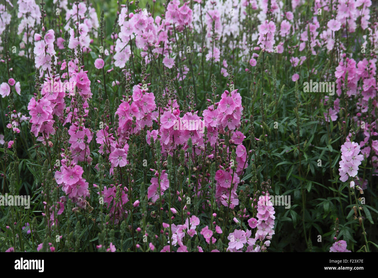 Malva sylvestris plants in flower Stock Photo
