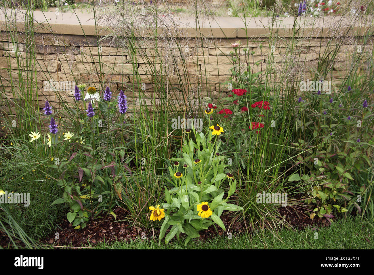 Flower border containing Helianthus Achillea Stipa and Nepeta Stock Photo