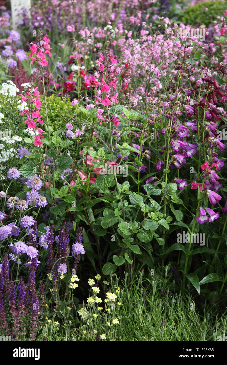 Penstemons and Knautia in mixed flower border Stock Photo