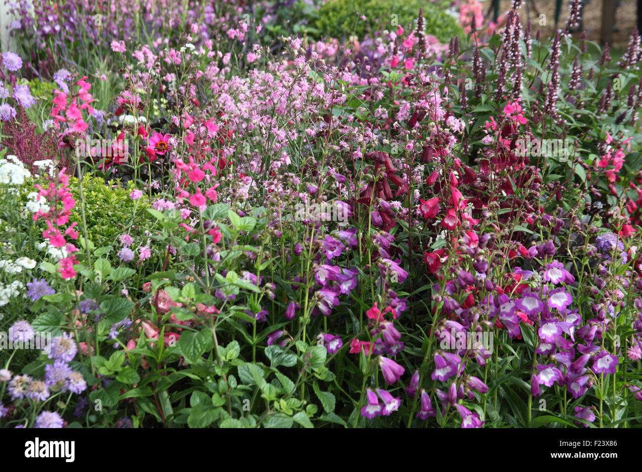 Penstemon mixed varieties in flower border Stock Photo