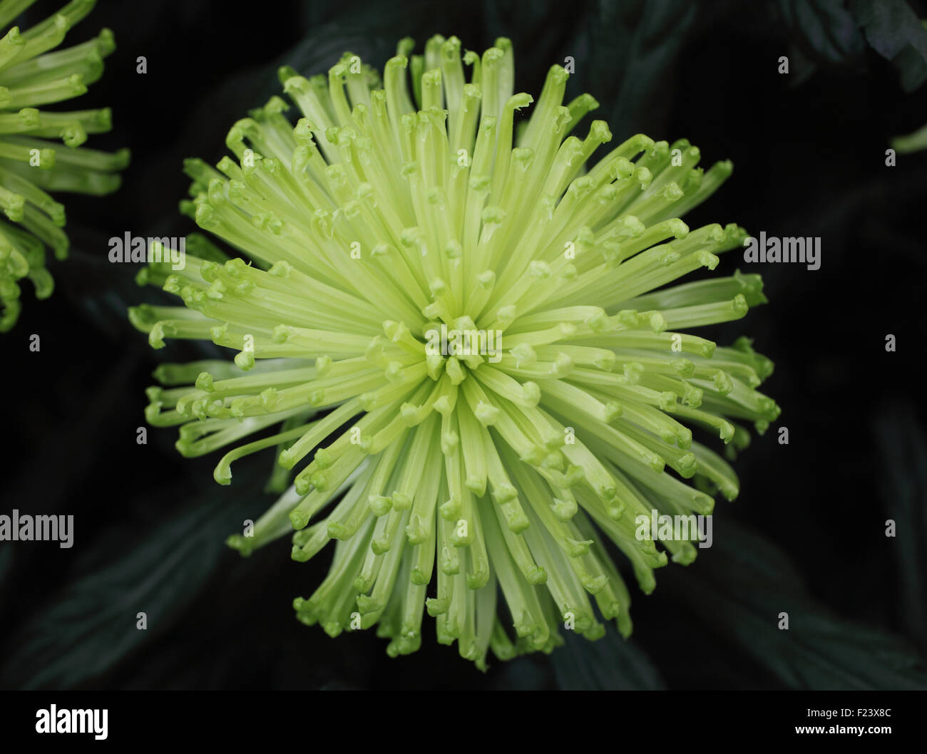Chrysanthemum 'Lime Green Mist' close up of flower Stock Photo
