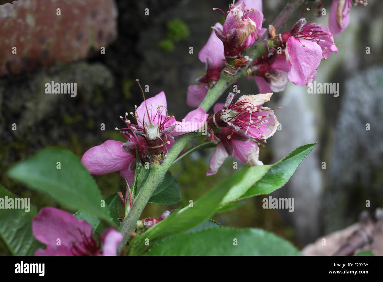 Peaches forming on tree Stock Photo