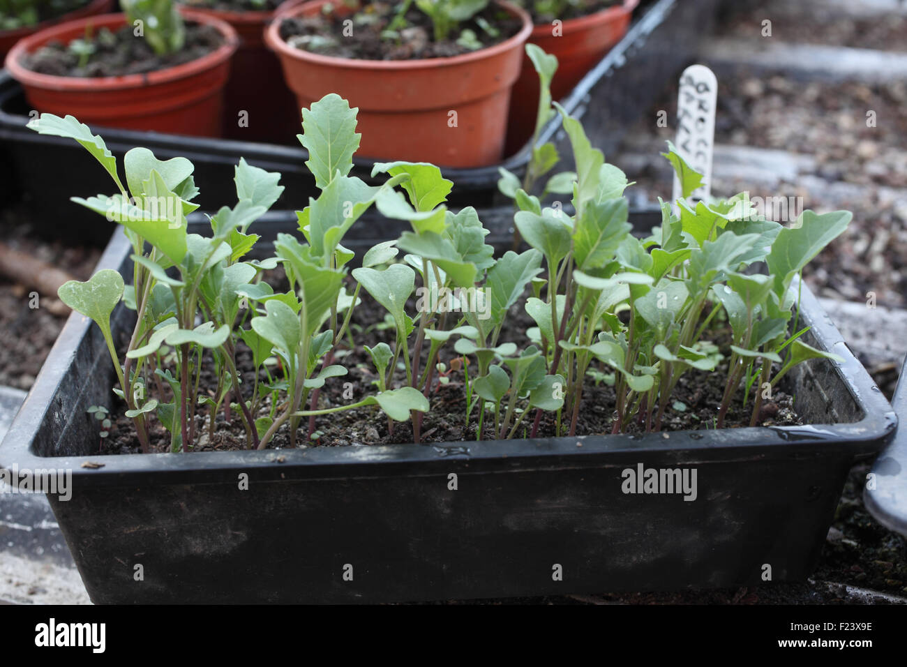 Broccoli plants in seed tray ready for transplanting Stock Photo Alamy