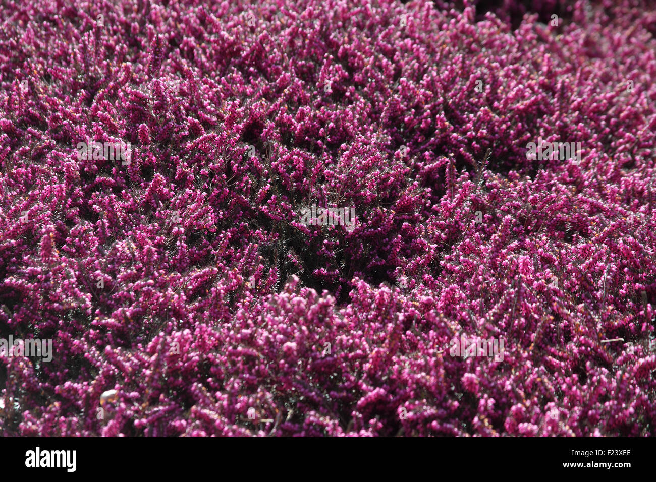 Erica X Darleyensis Kramers Rote Close Up Of Flowers Stock Photo Alamy