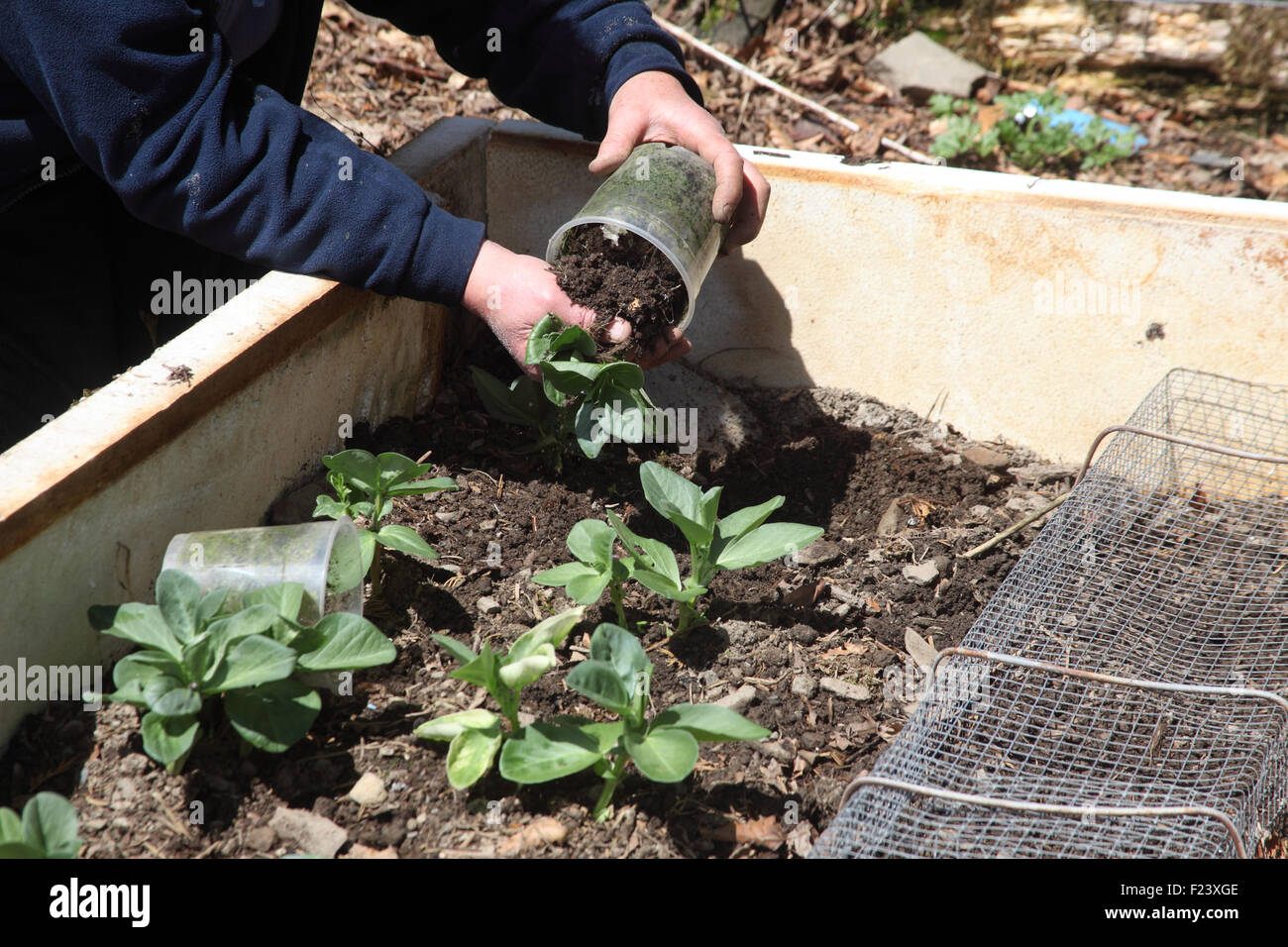 Transplanting broad beans into a bed protected with polystyrene Stock