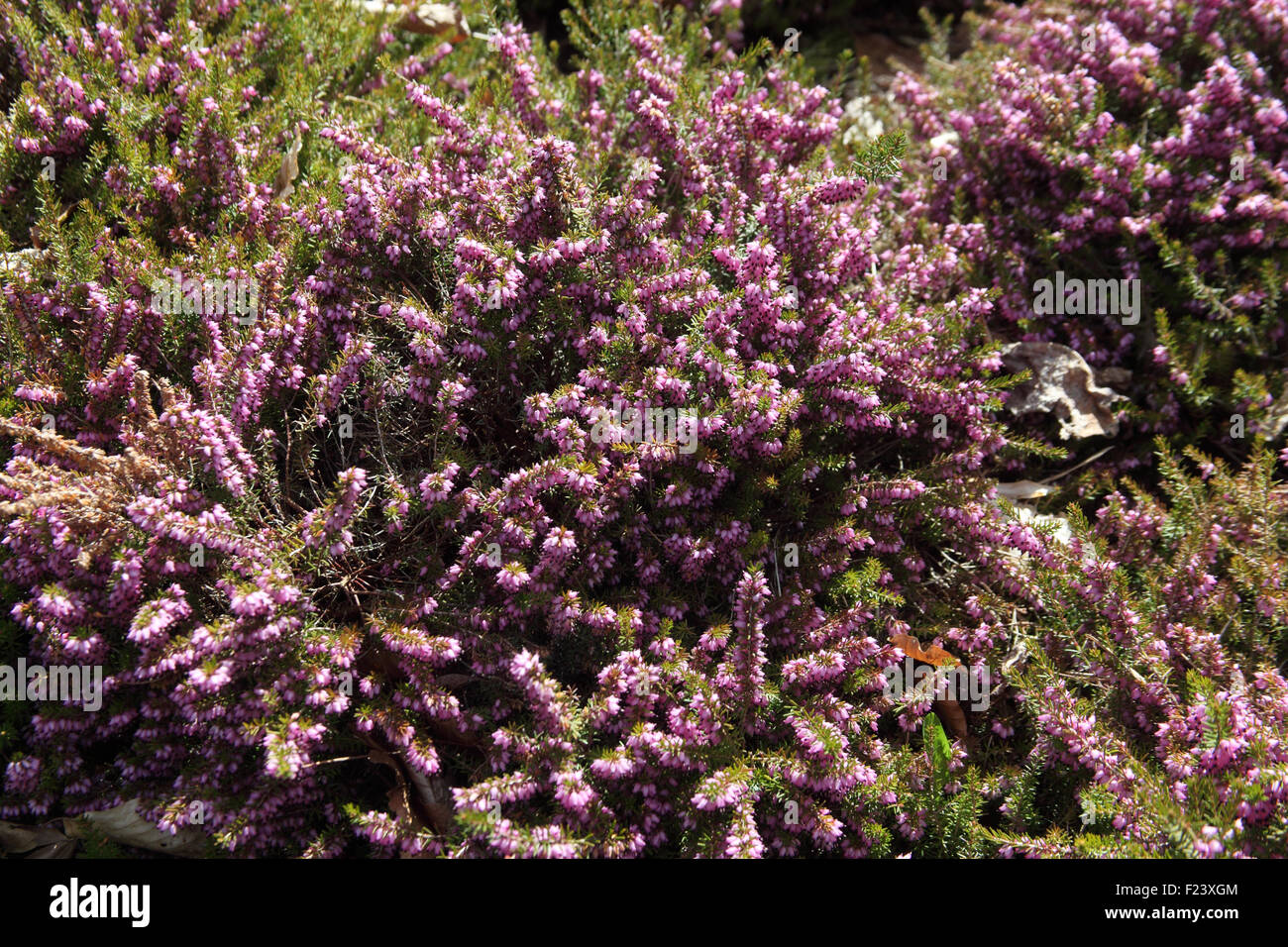 Brummage hi-res stock photography and images - Alamy