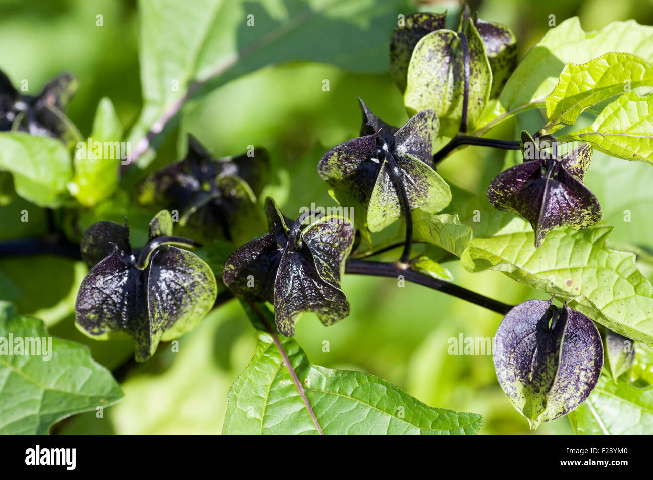Nicandra physalodes Unripe seed pods of the shoo-fly plant Stock Photo