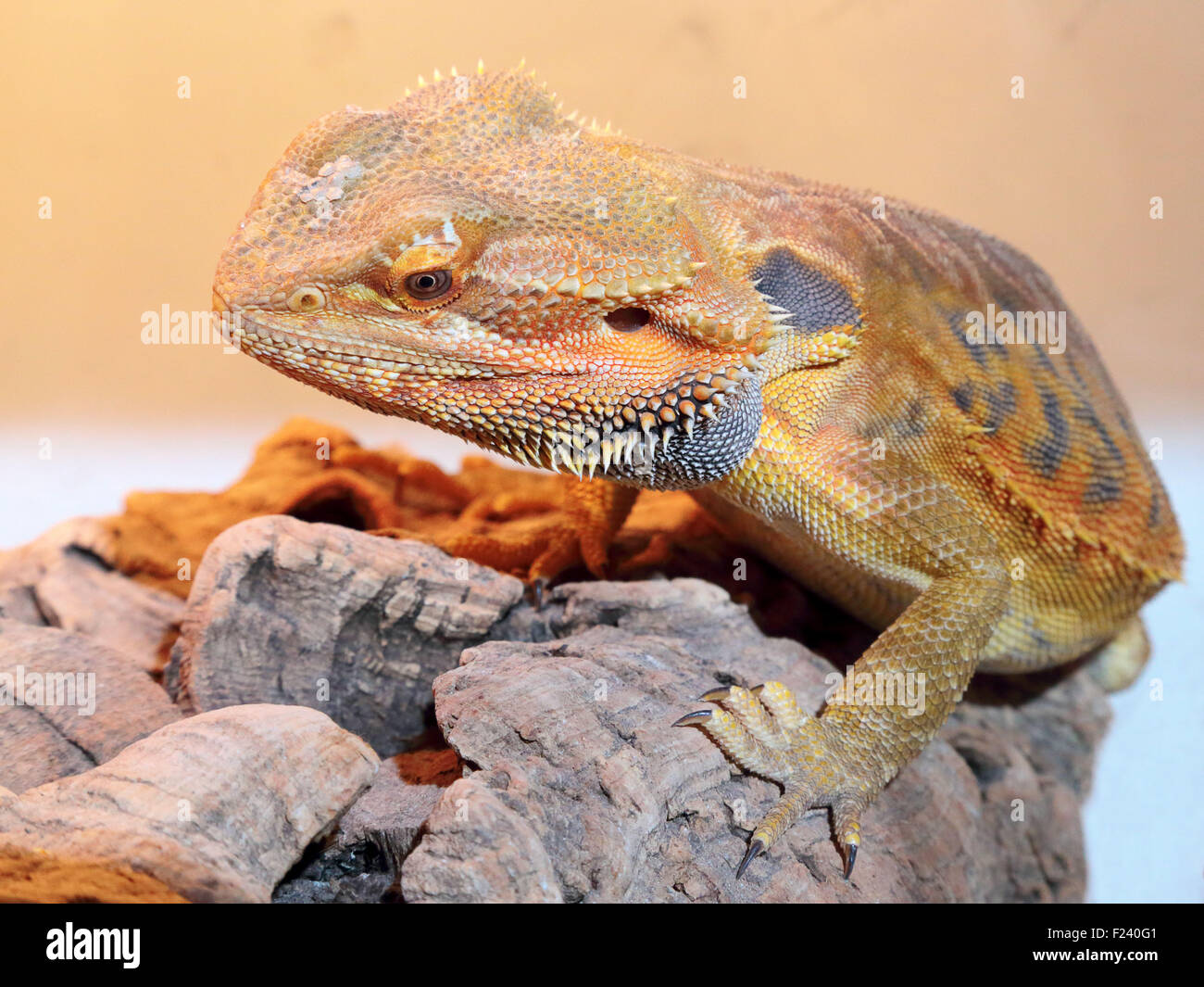 Adult bearded Dragon lizard basking on a cork bark Stock Photo