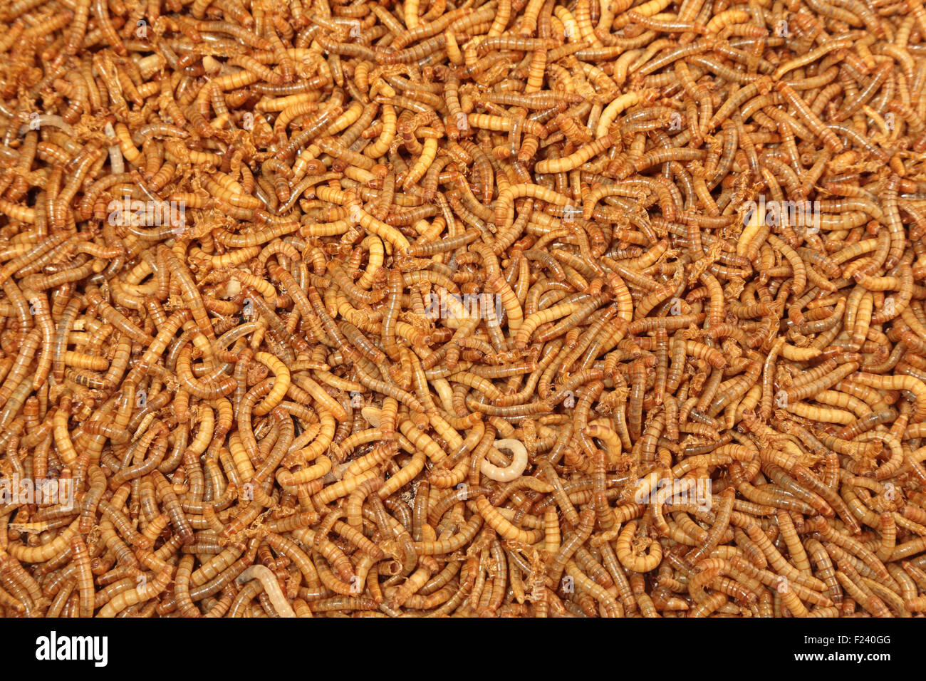 A pile of living mealworms larvae. This worm is used as food for feeding birds, reptiles or fish. Can be used as background Stock Photo