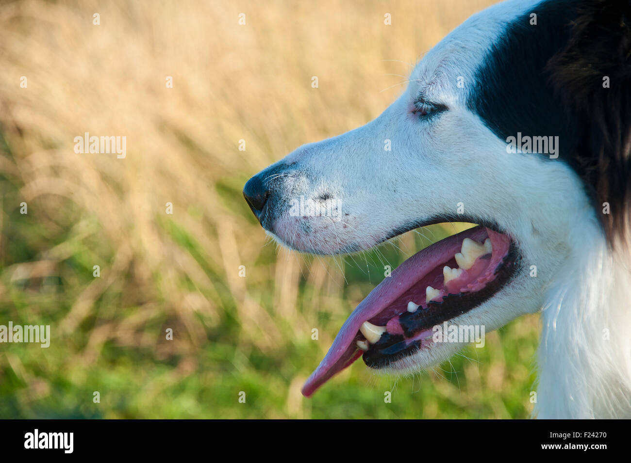 Abstract, mouth, teeth, nose, tongue, eyes, jaw, canines, nostrils, dog