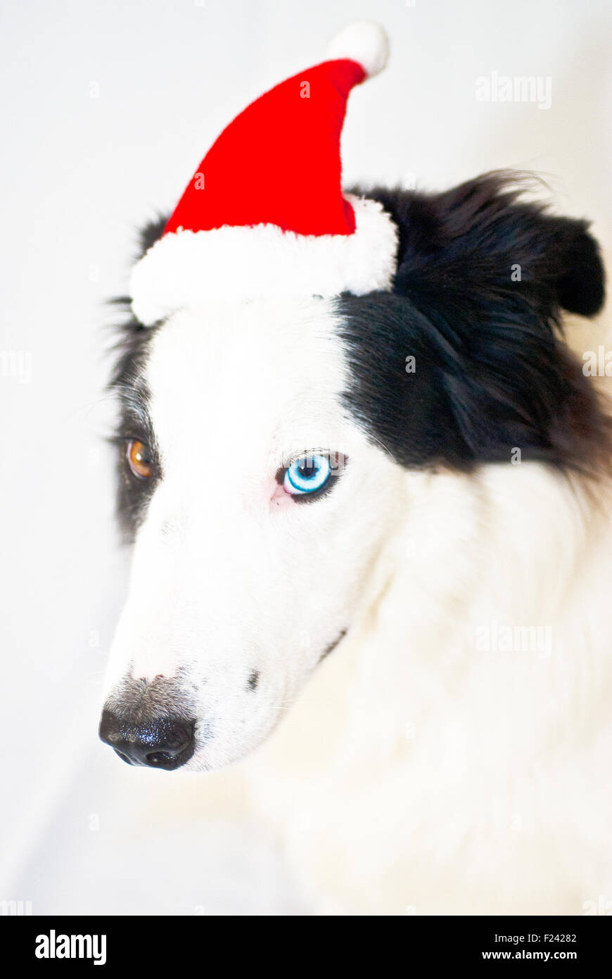 portrait of border collie pet dog wearing xmas festive hat in studio
