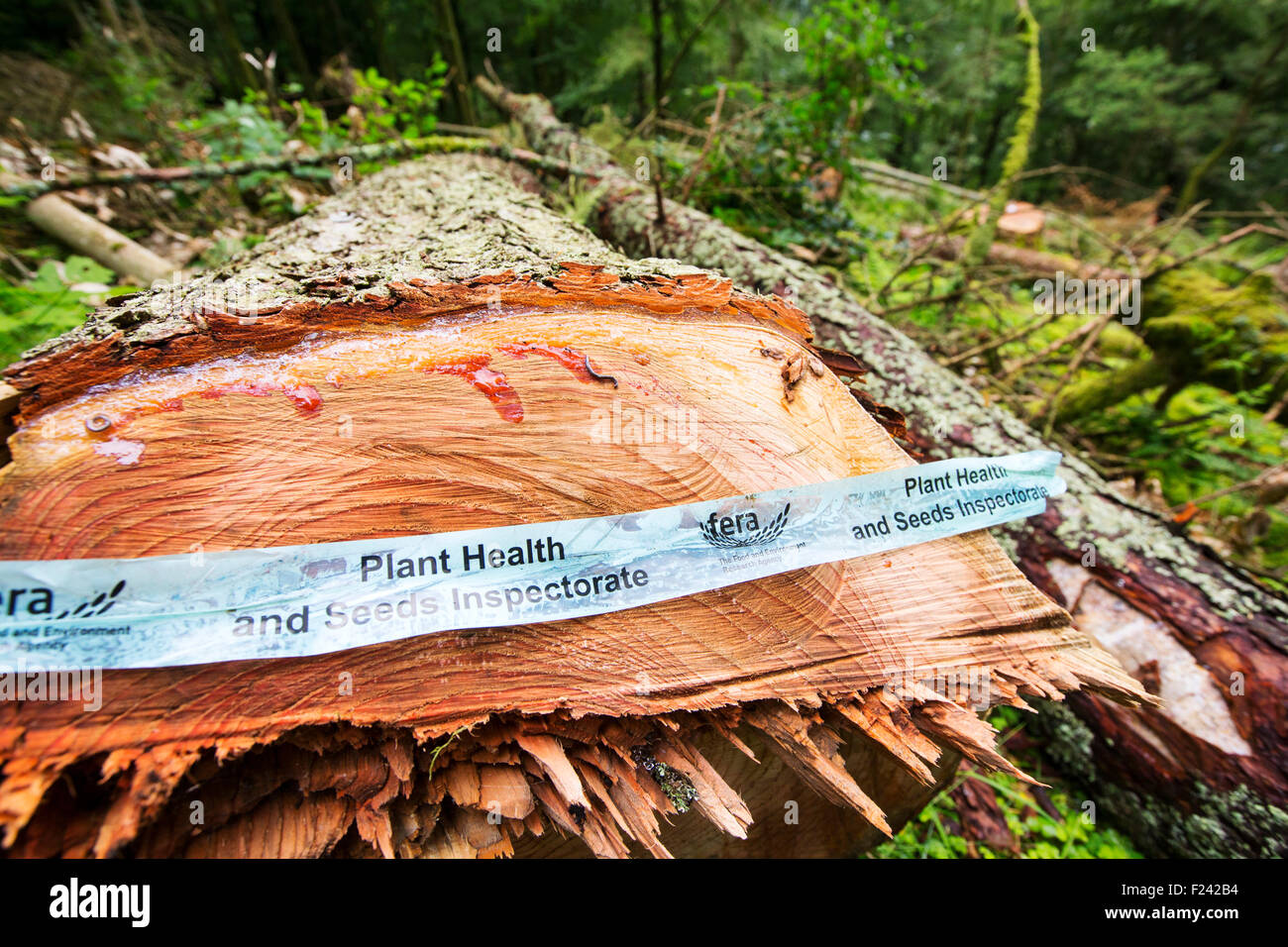 A woodland in Grasmere in the Lake District, UK, with Larch Trees infected by Phytophera Ramorum, a disease that infects Oaks and Larch Trees (Larix decidua). The Larch trees have been felled to try and contain the spread of the disease. Stock Photo