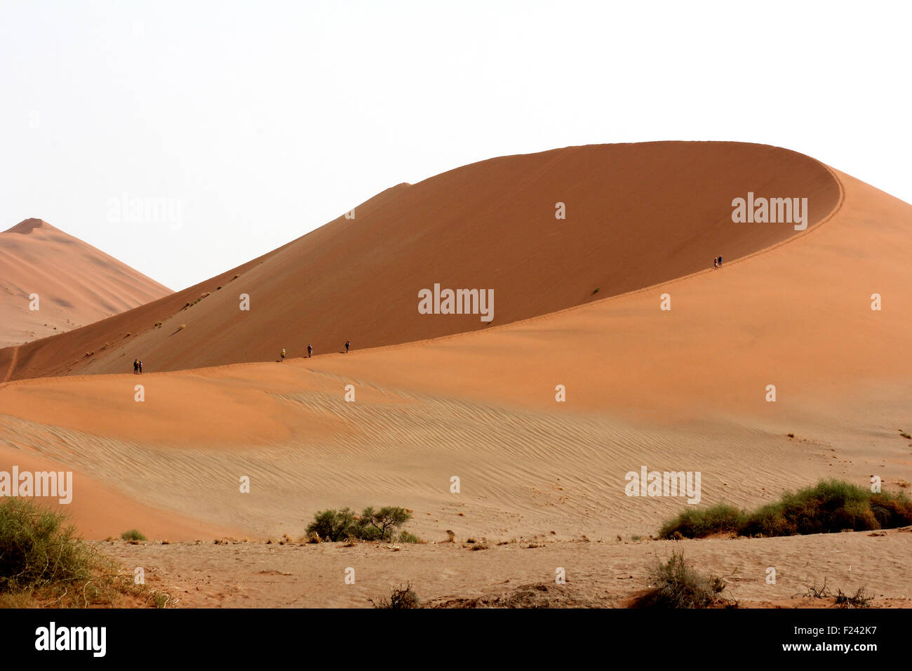 Tourists  making the long climb to the top of on of the giant  sand dunes at Sossusvlei,Namib Desert ,Namibia. Stock Photo