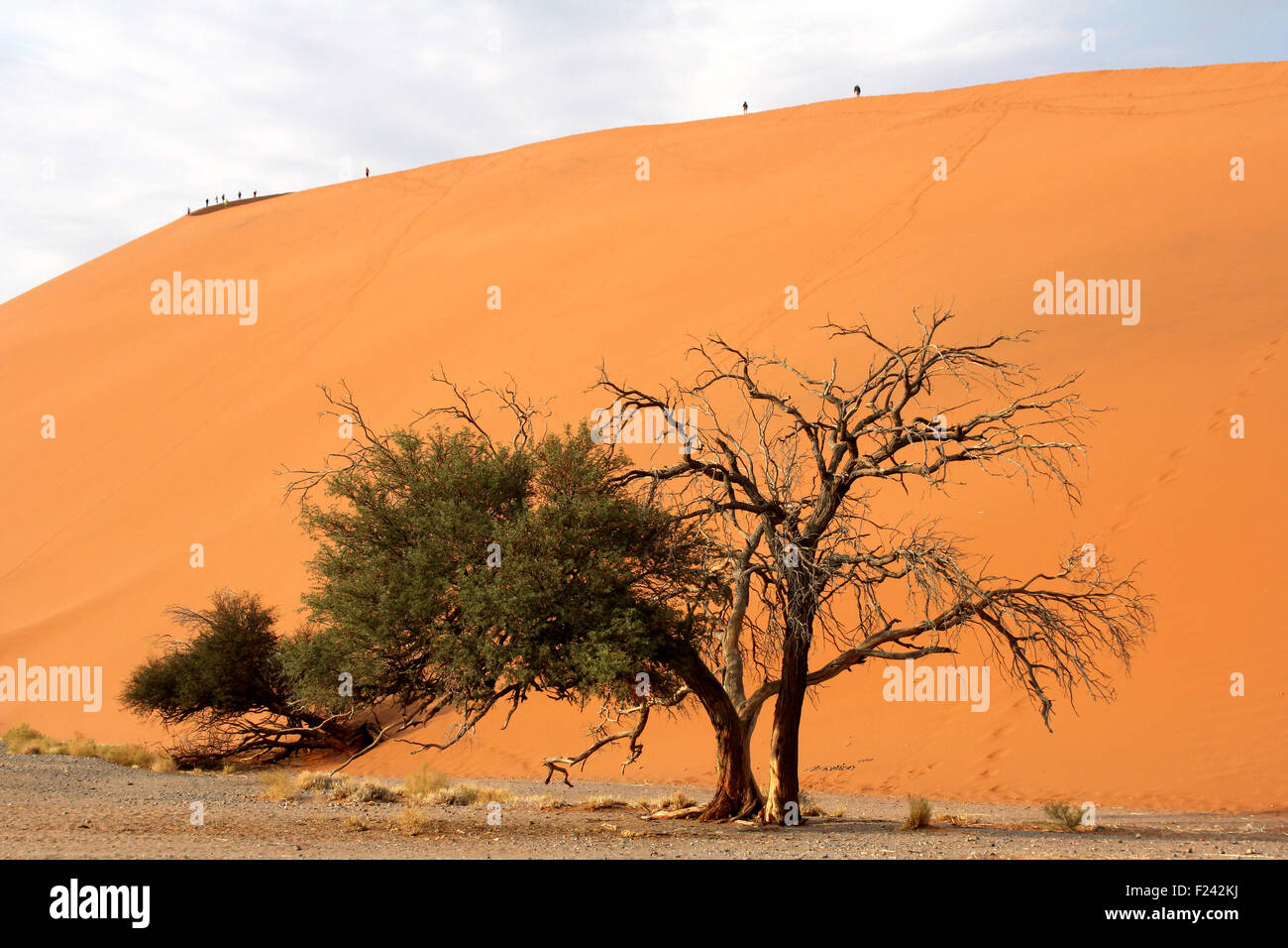 Desert tree  at the foot of the  famous sand dune number 45  near Sussusvlei,Namib Desert.Namibia. Stock Photo