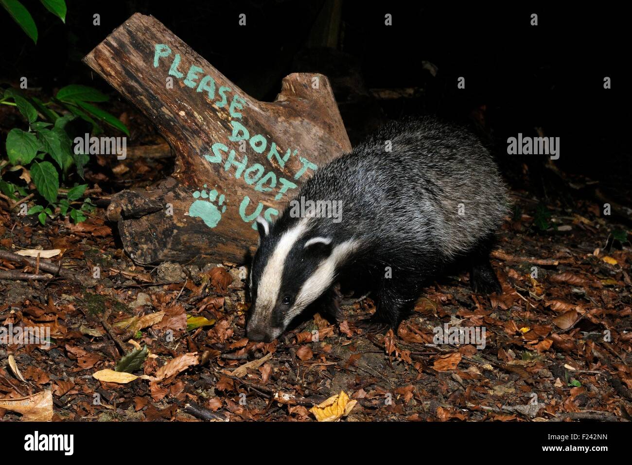 European badger (Meles meles) and message protesting against badger culling, Wiltshire, UK, Sept 2015.  Taken by a remote camera Stock Photo