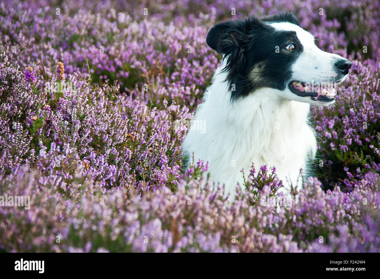 portrait of pet border collie dog in purple heather & lyng in north Yorkshire moors national park, england Stock Photo
