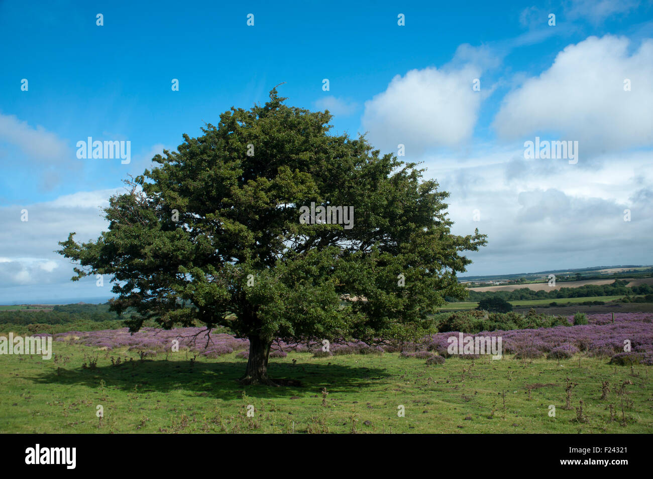 deciduous Hawthorn tree, crataegus monogyna, green leaves on north yorkshire moors heath with purple lyng, Stock Photo