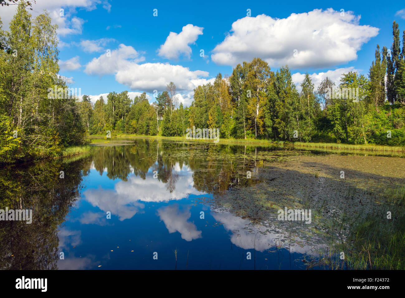 Skelleftea River with reflections and boreal pine forest Stock Photo