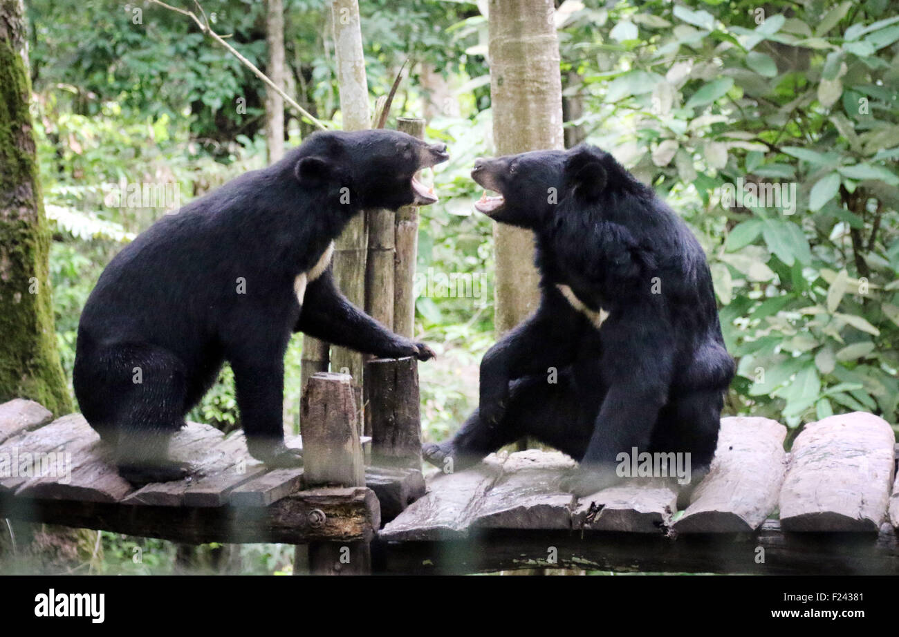 Kuang Si Waterfall bear sanctuary bears play fight Stock Photo
