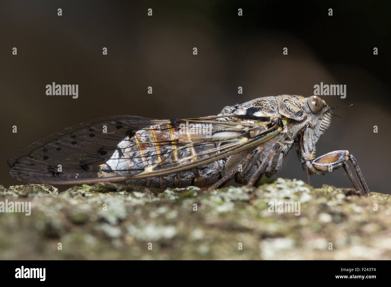 Cicada france hi-res stock photography and images - Alamy