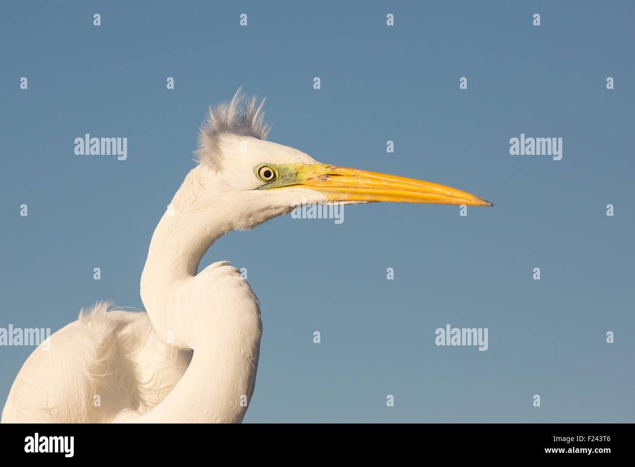 Close-up of a Great Egret (Ardea alba) Stock Photo