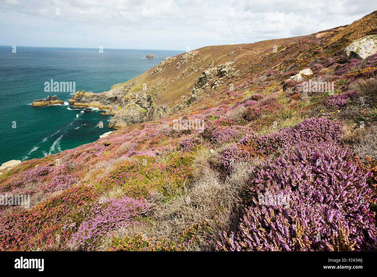 Bell Heather, Erica cinerea and Common Heather, Calluna vulgaris flowering on the cliffs at St Agnes, Cornwall, UK. Stock Photo