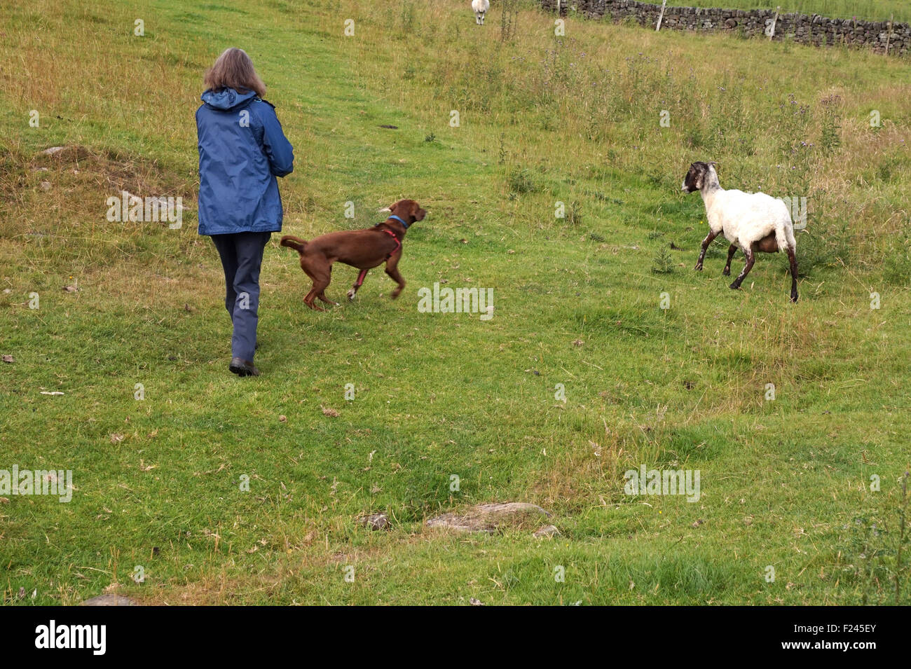 Why Do Dogs Chase Sheep