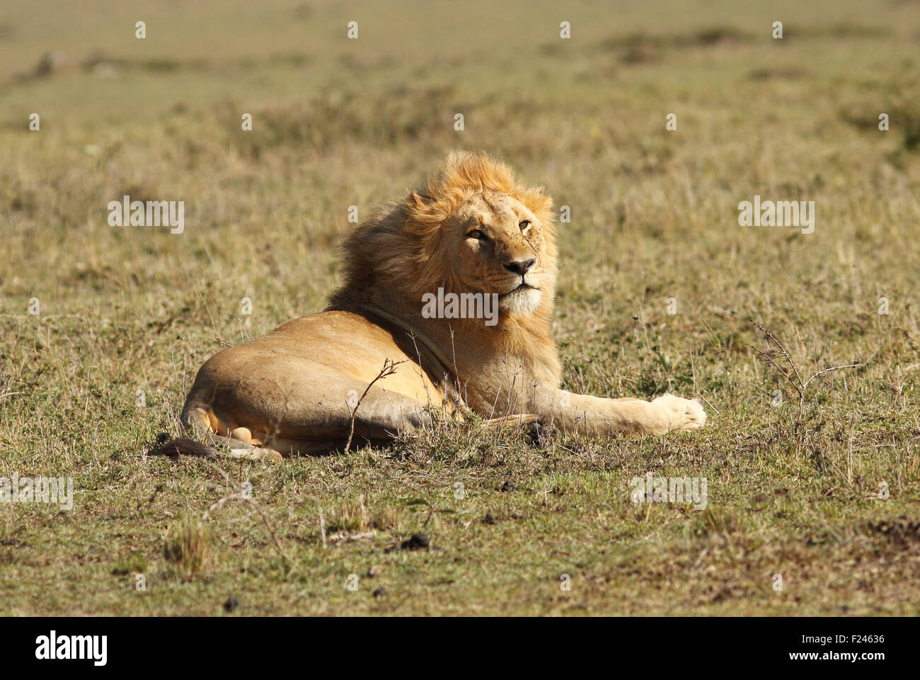 Masai mara wildlife hi-res stock photography and images - Alamy