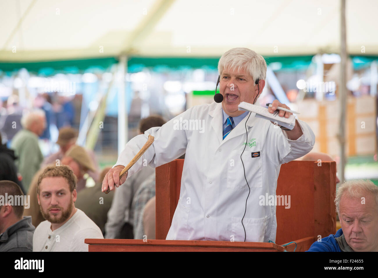 Kelso, UK. 11th September, 2015. the 2015 CYDECTIN Kelso Ram Sales