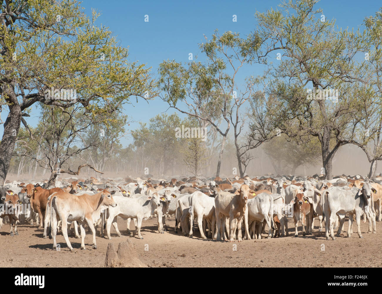 Cattle seeking shade in the bush near Karumba, Gulf Savannah country, tropical north Queensland, Australia Stock Photo