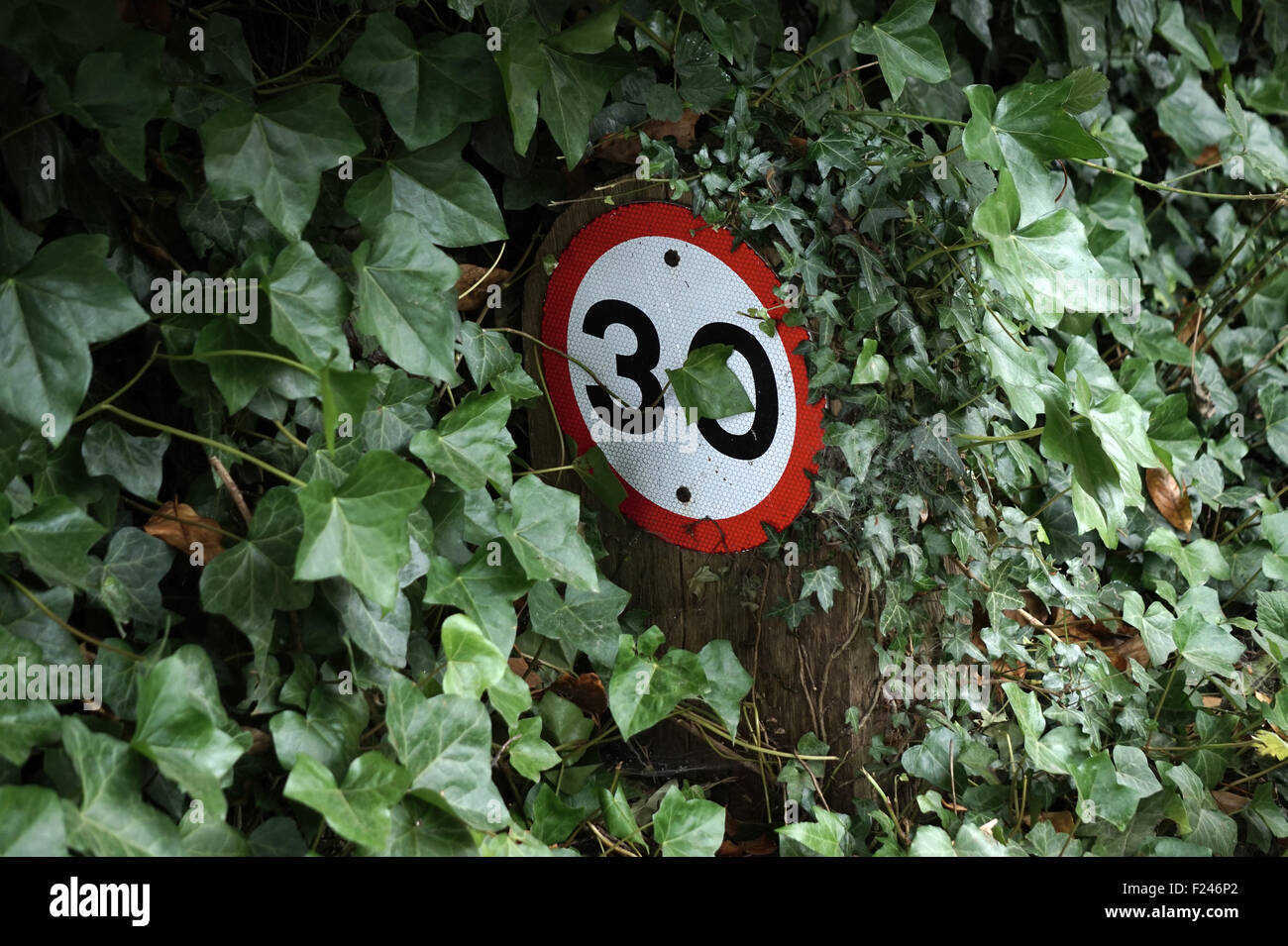 A speed sign for 30 mph obscured by ivy leaves, England UK Stock Photo