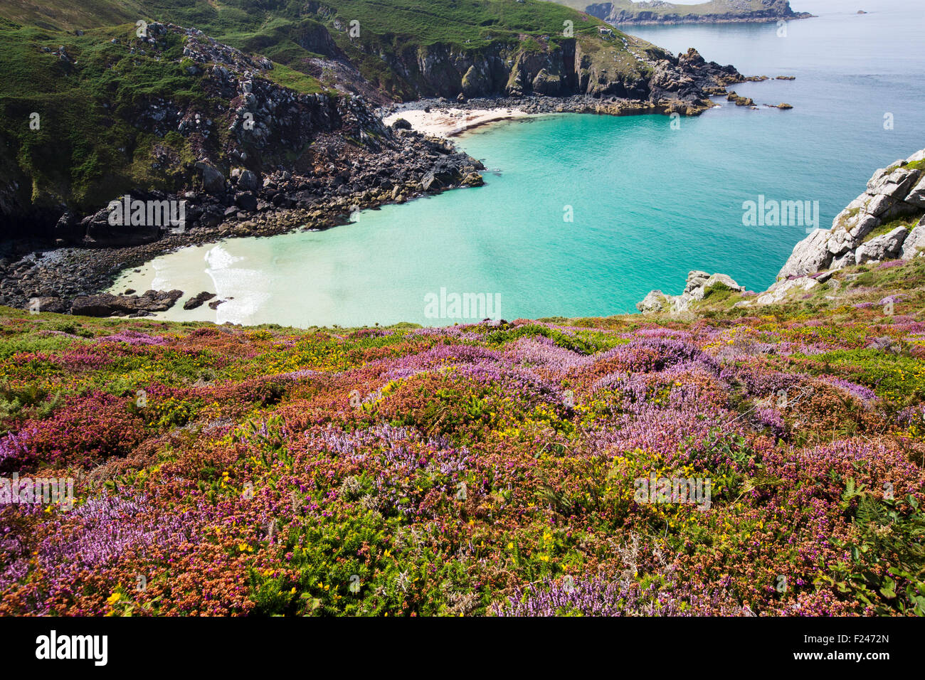 Heather and Gorse flowering on the cliff tops at Zennor in Cornwall, UK, looking down on Pendour Cove. Stock Photo