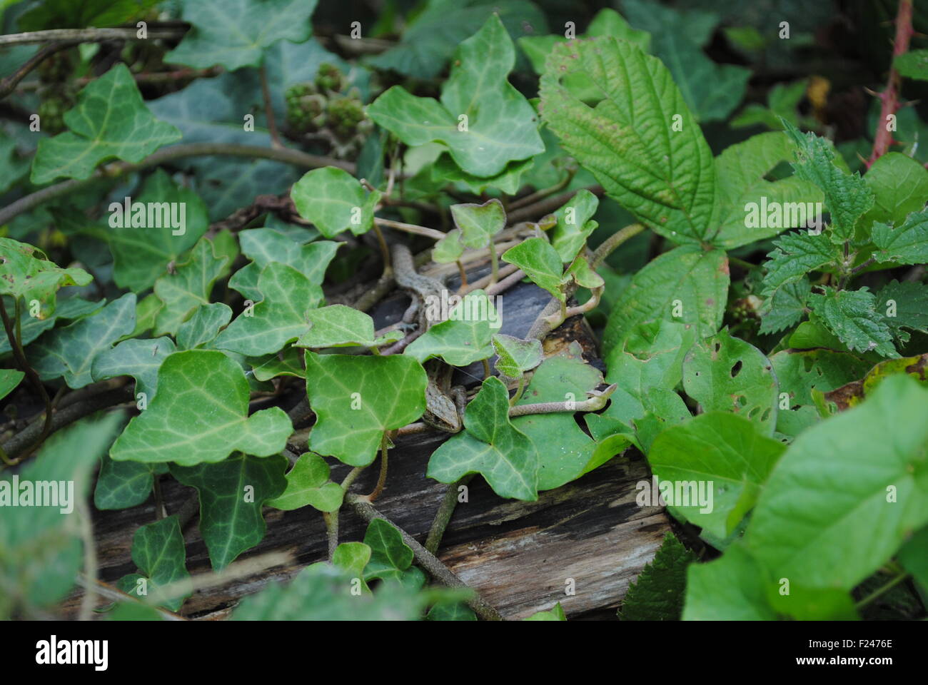A Common Lizard sunbathes Stock Photo - Alamy