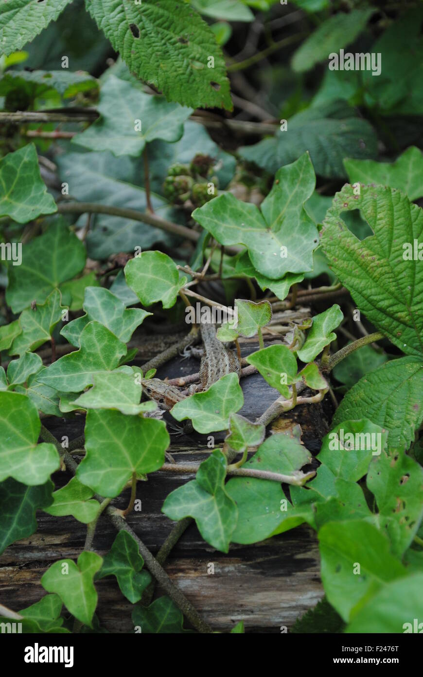 A Common Lizard sunbathes Stock Photo - Alamy