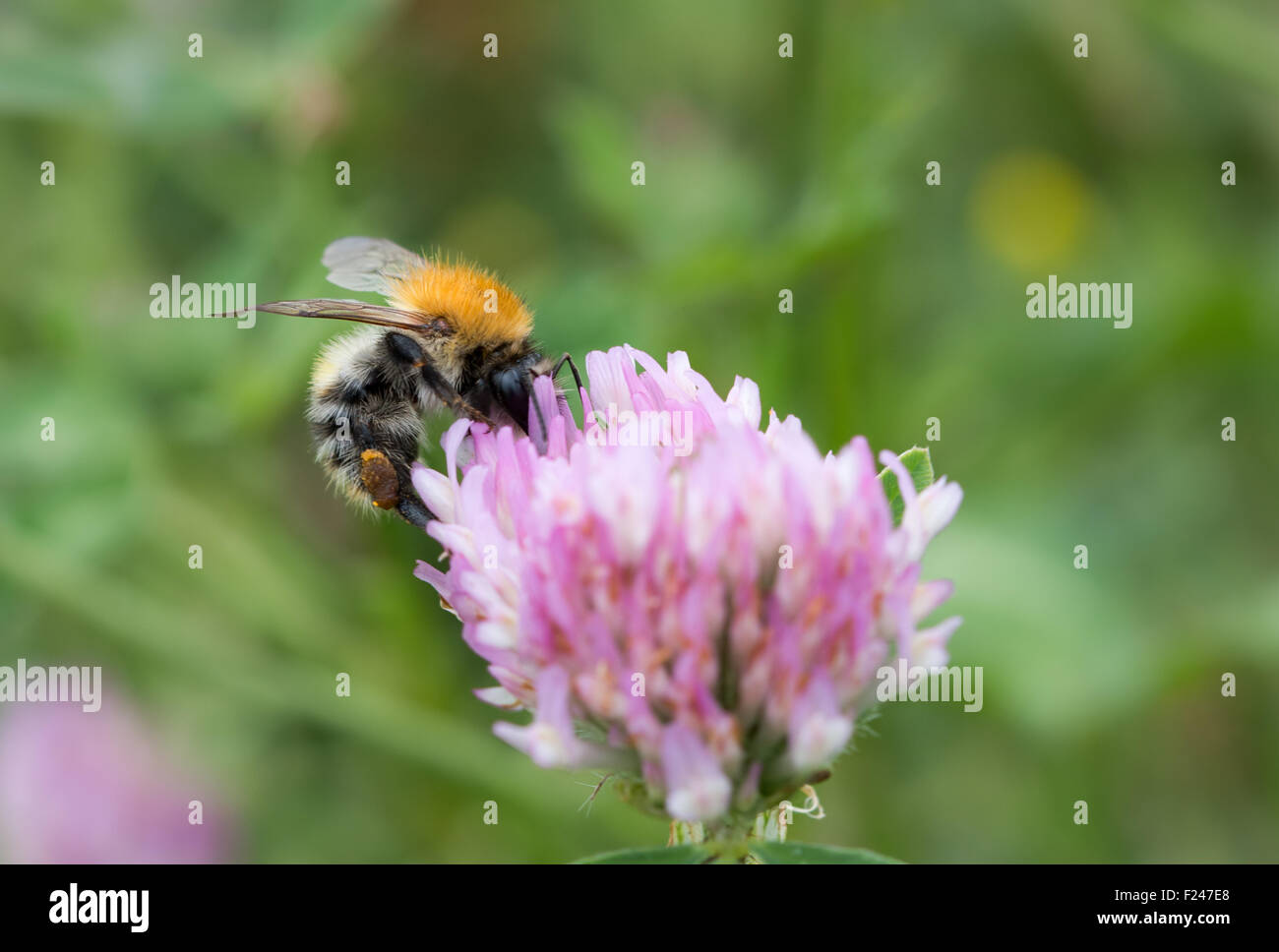 humble bee in bloom - pollination Stock Photo