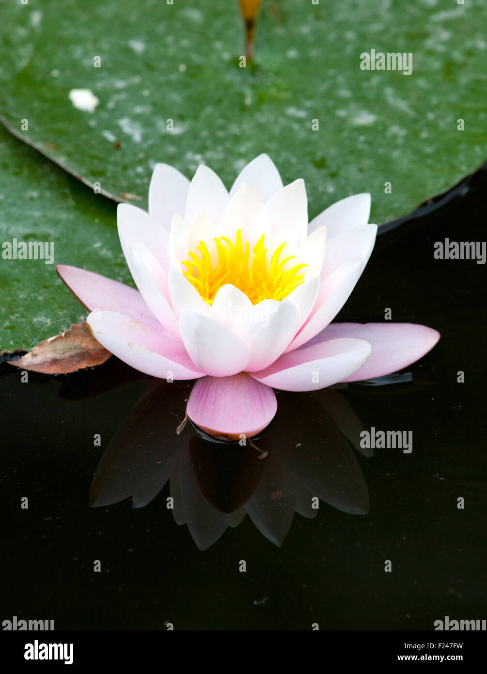 Water-lily in the pond Stock Photo