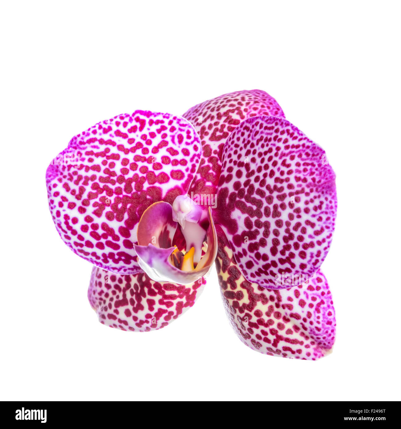 beautiful lilac spotted orchid, phalaenopsis is isolated on white background, closeup Stock Photo