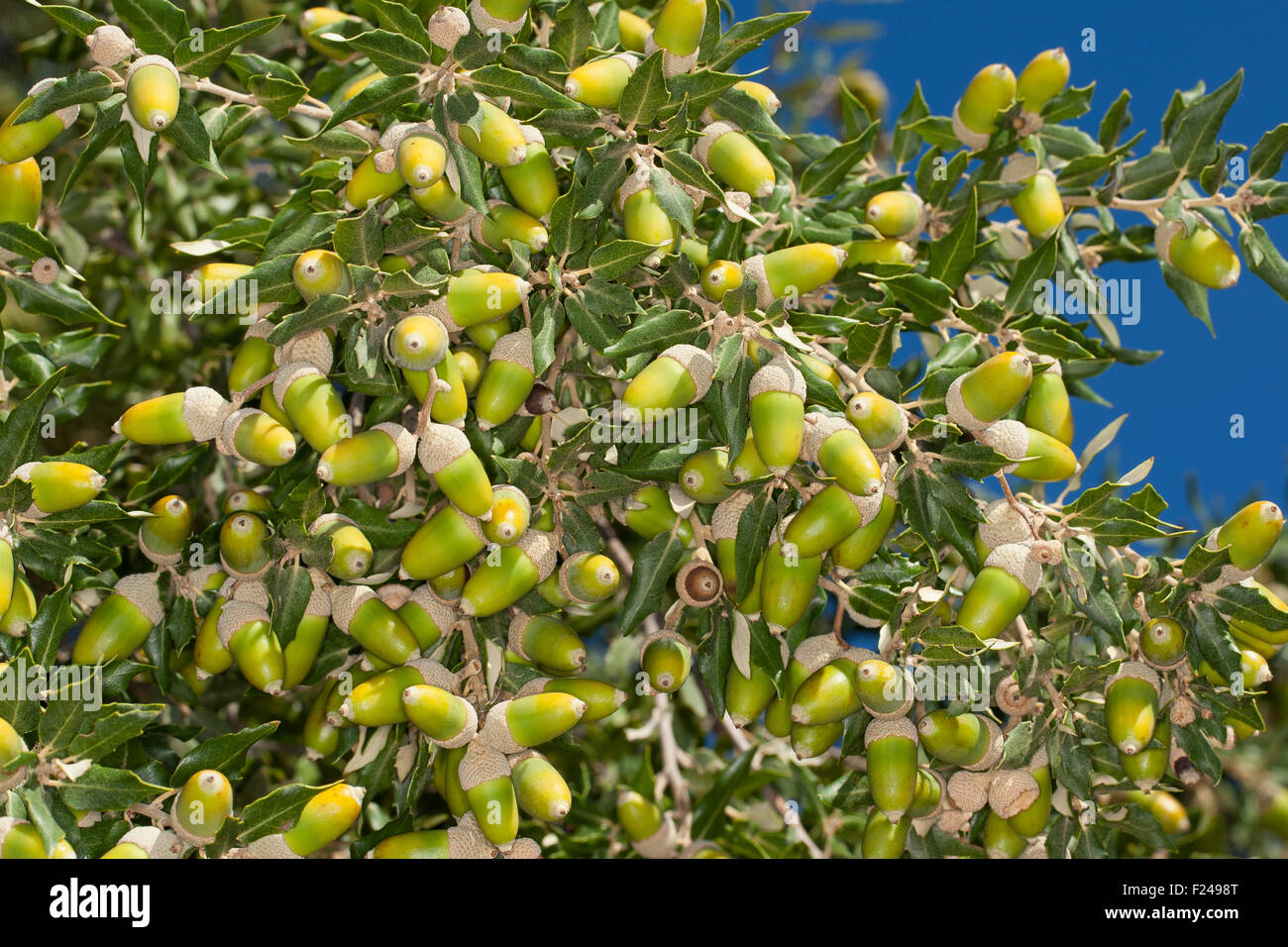 Holm oak, holly oak, Evergreen Oak, oak, fruit, acorn, acorns, Steineiche, Stein-Eiche, Früchte, Frucht, Eicheln, Quercus ilex Stock Photo