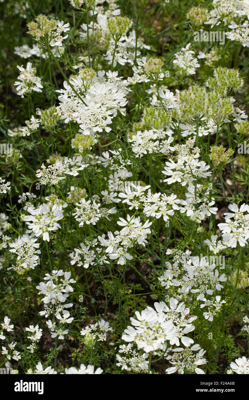 White lace flower, laceflower, Strahlen-Breitsame, Strahlenbreitsame, Strahlendolde, Orlaya grandiflora, Caucalis grandiflora Stock Photo