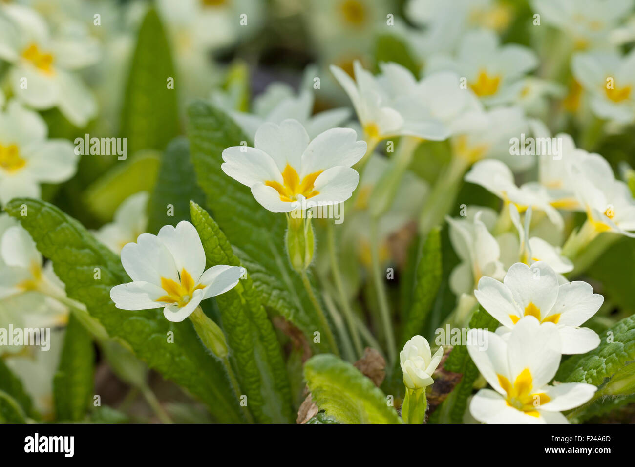 Common primrose, English primrose, Stängellose Schlüsselblume, Primel, Priemel, Primula vulgaris, Primula acaulis Stock Photo