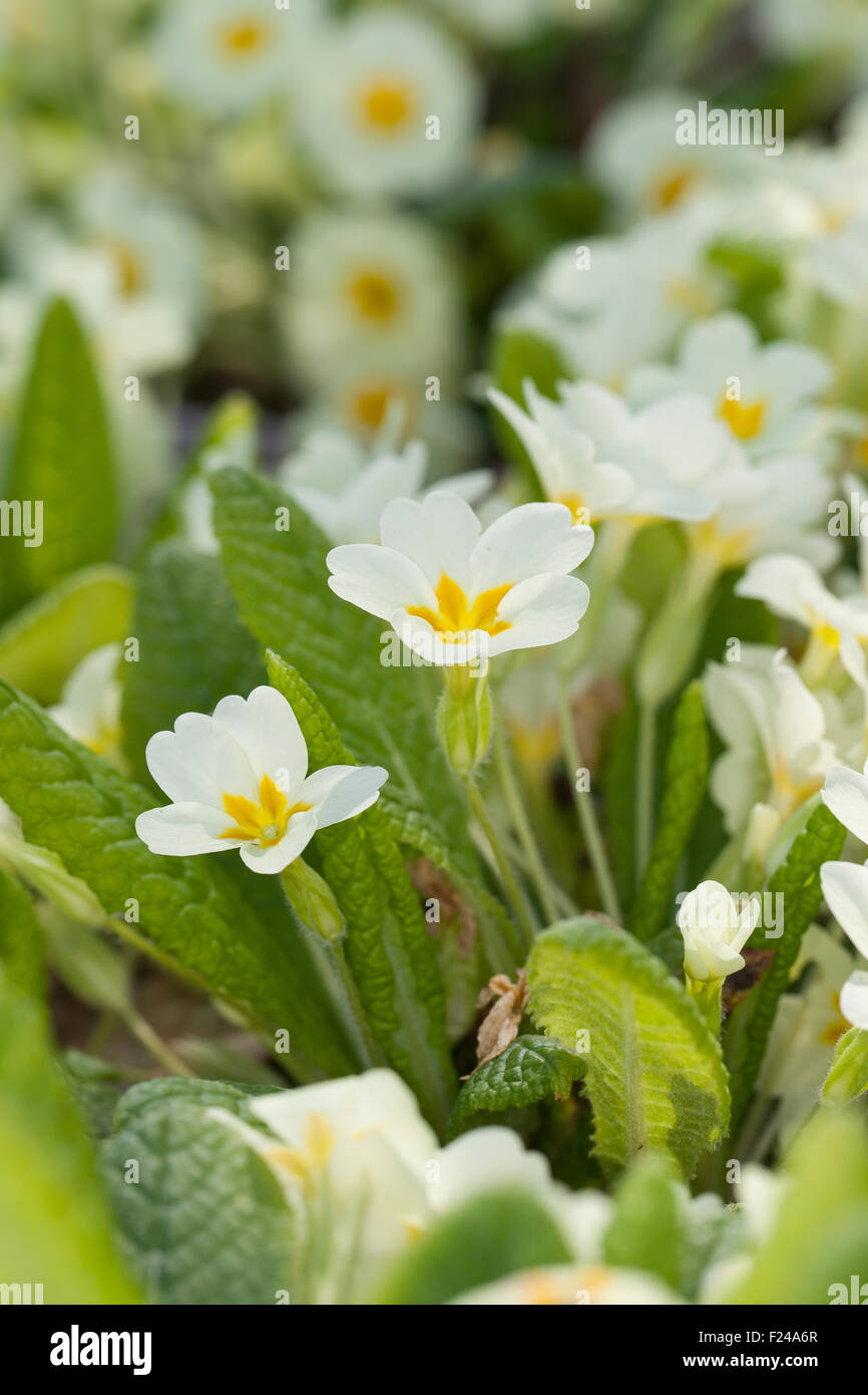 Common primrose, English primrose, Stängellose Schlüsselblume, Primel, Priemel, Primula vulgaris, Primula acaulis Stock Photo