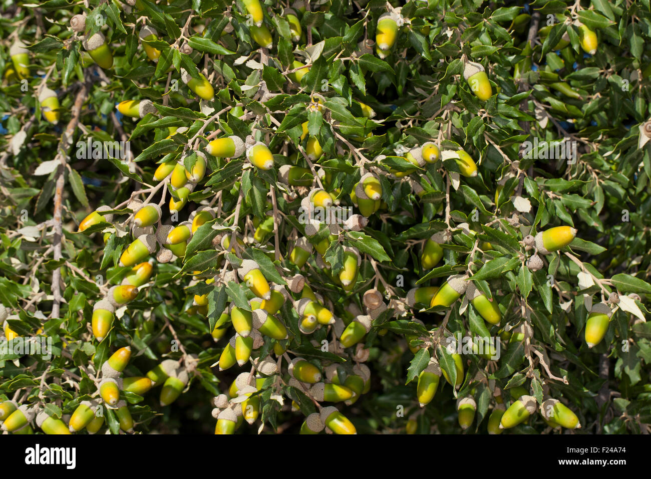 Holm oak, holly oak, Evergreen Oak, oak, fruit, acorn, acorns, Steineiche, Stein-Eiche, Früchte, Frucht, Eicheln, Quercus ilex Stock Photo