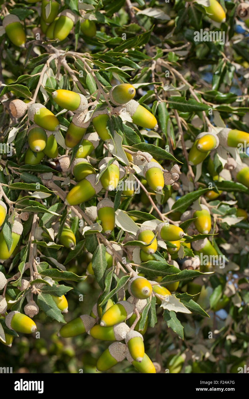 Holm oak, holly oak, Evergreen Oak, oak, fruit, acorn, acorns, Steineiche, Stein-Eiche, Früchte, Frucht, Eicheln, Quercus ilex Stock Photo