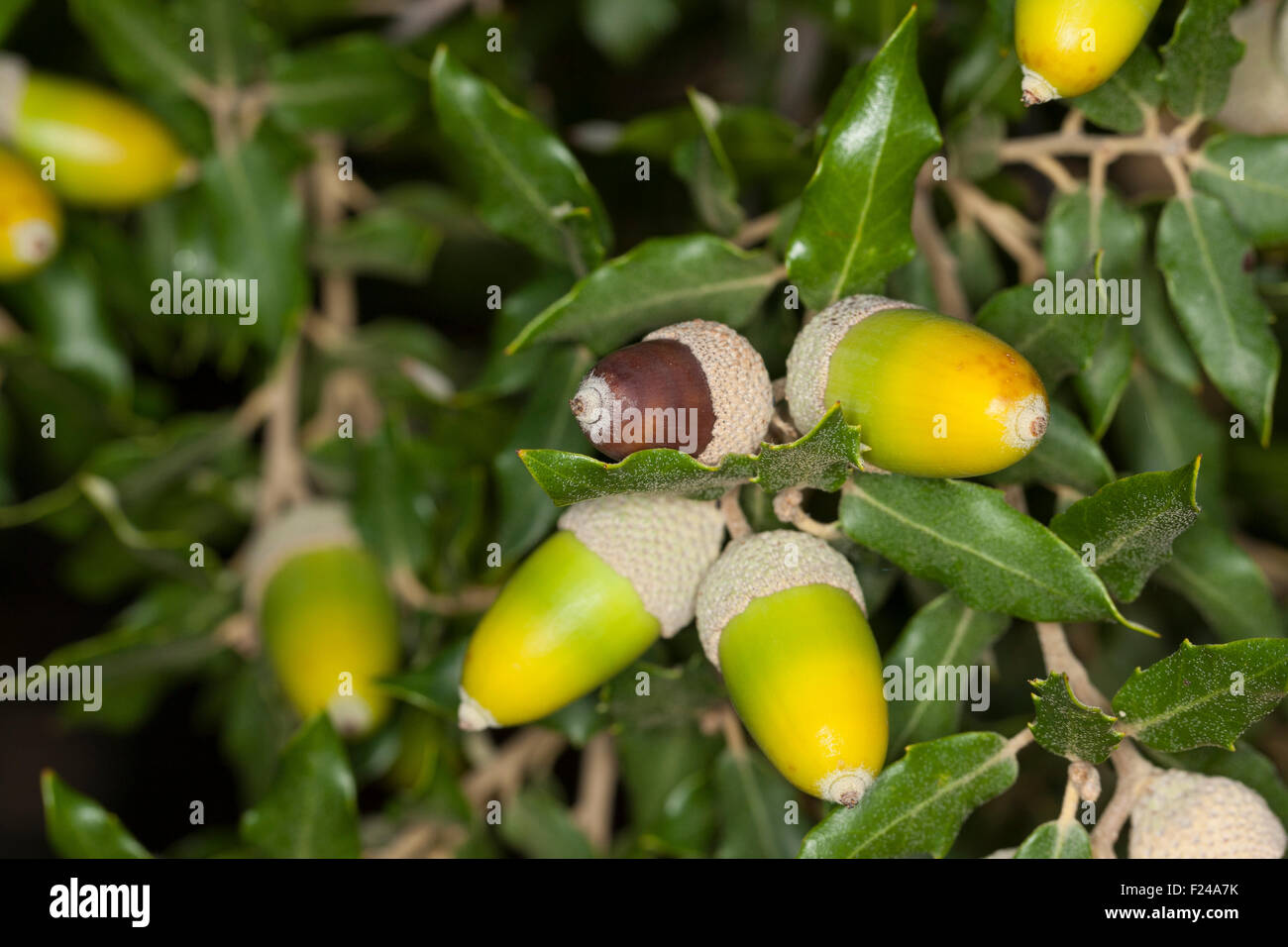 Holm oak, holly oak, Evergreen Oak, oak, fruit, acorn, acorns, Steineiche, Stein-Eiche, Früchte, Frucht, Eicheln, Quercus ilex Stock Photo