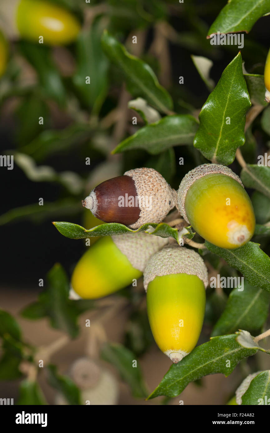 Holm oak, holly oak, Evergreen Oak, oak, fruit, acorn, acorns, Steineiche, Stein-Eiche, Früchte, Frucht, Eicheln, Quercus ilex Stock Photo