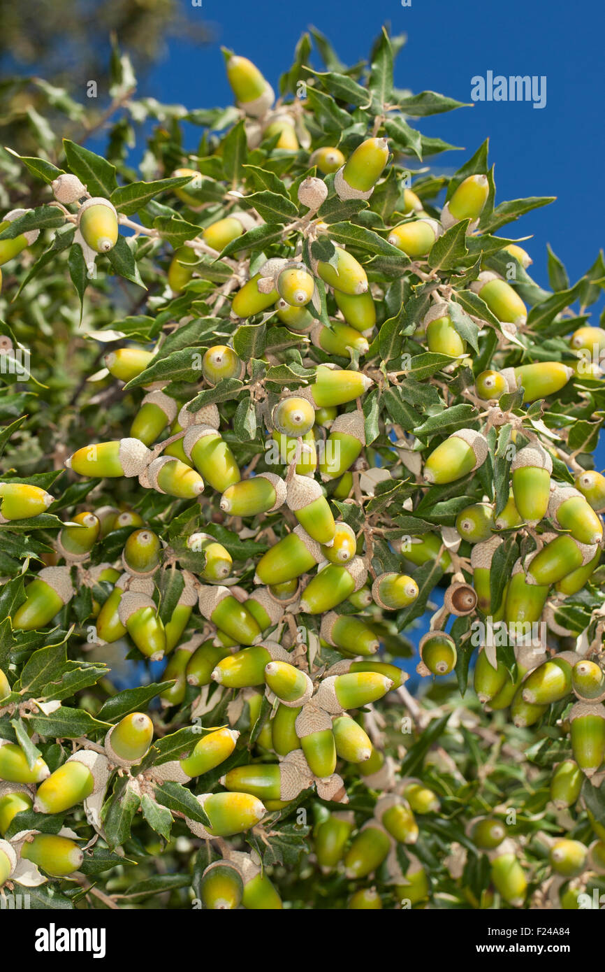 Holm oak, holly oak, Evergreen Oak, oak, fruit, acorn, acorns, Steineiche, Stein-Eiche, Früchte, Frucht, Eicheln, Quercus ilex Stock Photo