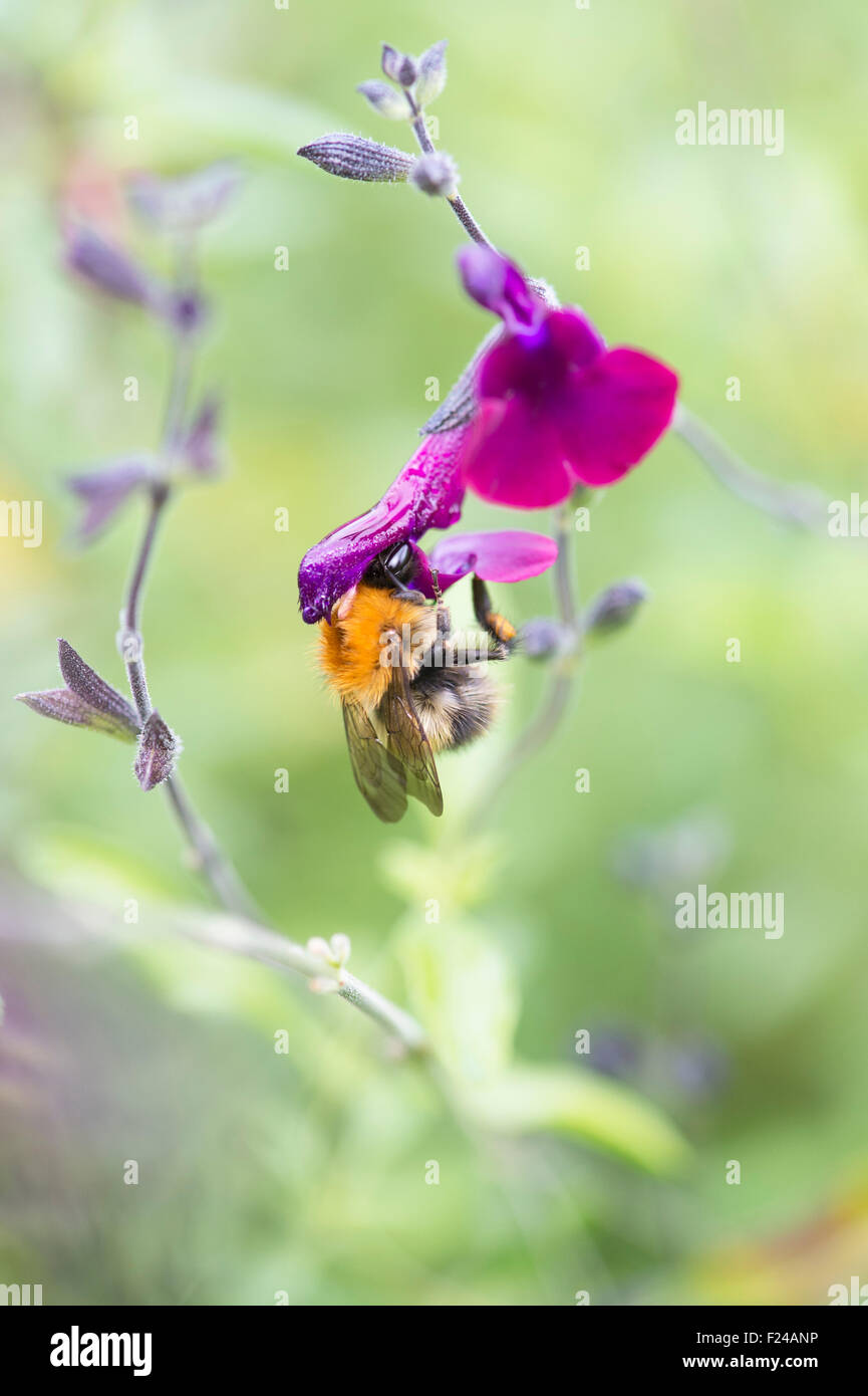 Bombus pascuorum. Common Carder Bumble bee feeding on a salvia flower whilst have pollen deposited on its back. UK Stock Photo