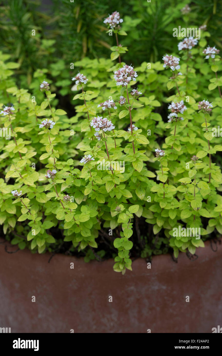 Broadleaf thyme in a plant pot Stock Photo Alamy