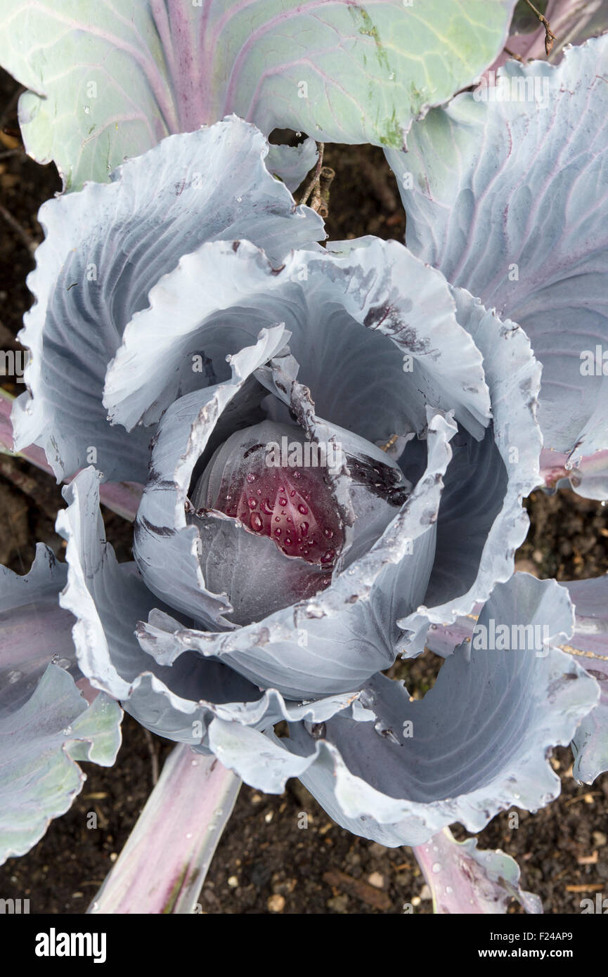 Brassica oleracea . Cabbage Red Drumhead Stock Photo